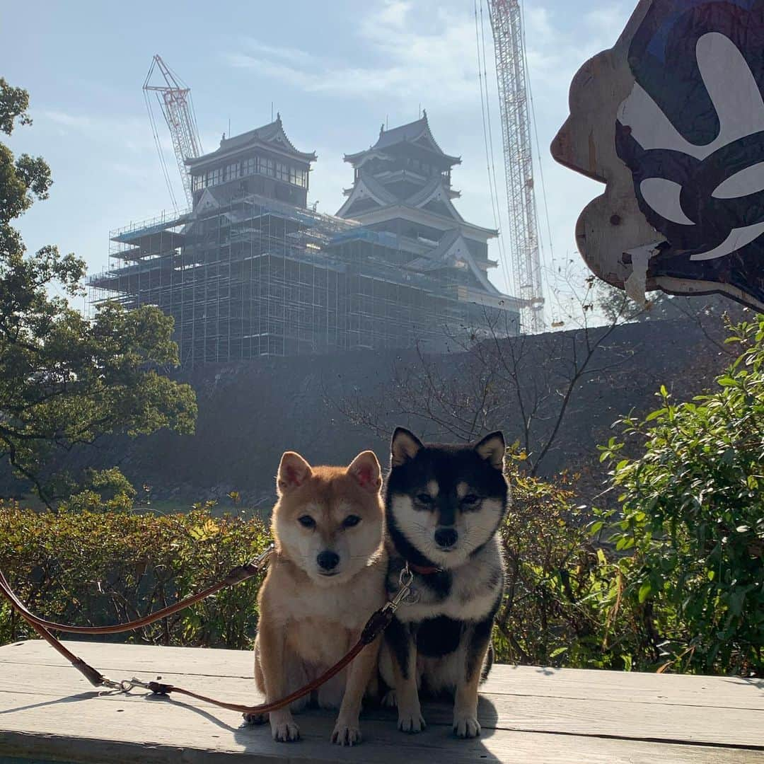 豆柴なつ&ふゆのインスタグラム