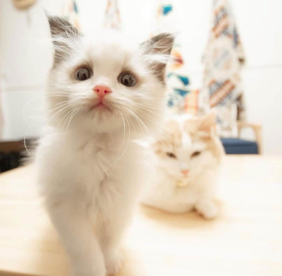 PECOねこ部のインスタグラム