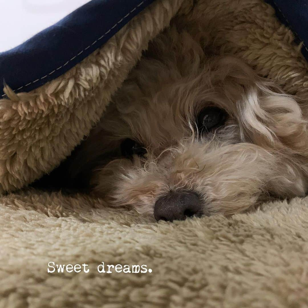 Maruさんのインスタグラム写真 - (MaruInstagram)「🛏 おやすみグンナイまた明日。 . . . #dog #ilovemydog #toypoodle#dogstagram  #instadog #トイプードル#癒し犬#トイプー#今日のわんこ#幸せお届け隊#ふわもこ部 #穏やかな暮らし」1月28日 20時52分 - akiyomaru