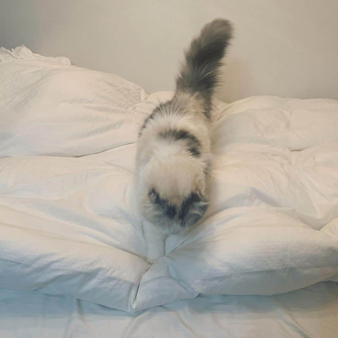 遠野愛さんのインスタグラム写真 - (遠野愛Instagram)「我が家のネコ🐈  背中がもう可愛い…❤︎  #なんとなく　#可愛さを共有したくなりました　#猫　#猫のいる暮らし #猫派　#猫好きさんと繋がりたい #ねこのいる生活」1月28日 20時53分 - ai.tono_fbs