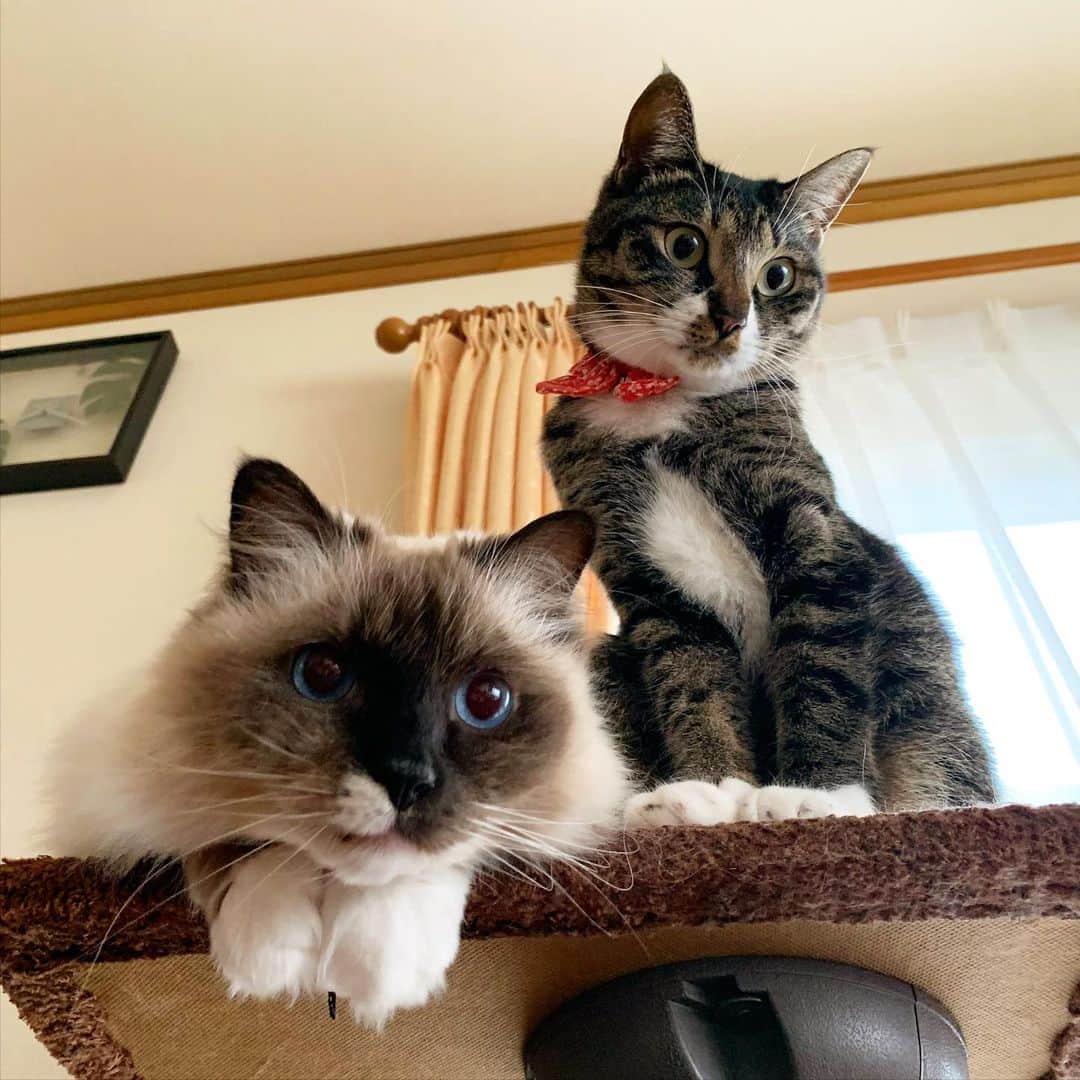 takegaeruのインスタグラム：「会いたいねぇ 正月明けからまた移動制限中です🥲 #cat #猫 #ragdoll #ラグドール #ホワイトポッチーズ #よもねこ #よもぎねこ #キジトラ #きじとら」