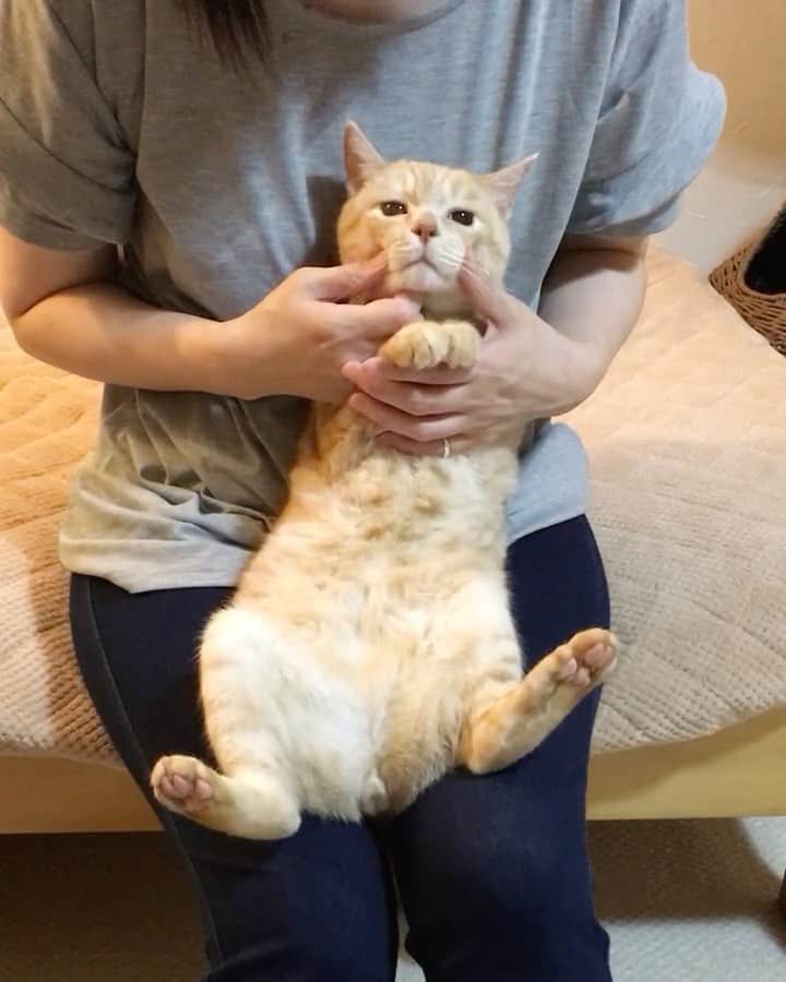ruiruiのインスタグラム：「いじられ福ちゃんです（2016/07/02） . . 福はよく妹に抱っこされてはいじられてました。そんな福を微笑ましく眺めながらいつも動画を撮ってました☺️  いつもたくさんのコメントをありがとうございます🙏🏻 . . . #生前の福ちゃん #福ちゃんはお星様になりました #猫 #ねこ #にゃんこ #茶トラ #保護猫 #cat #cats #ilovecats #ilovemycat #instacat #Instagramcats #bestcats_oftheworld」