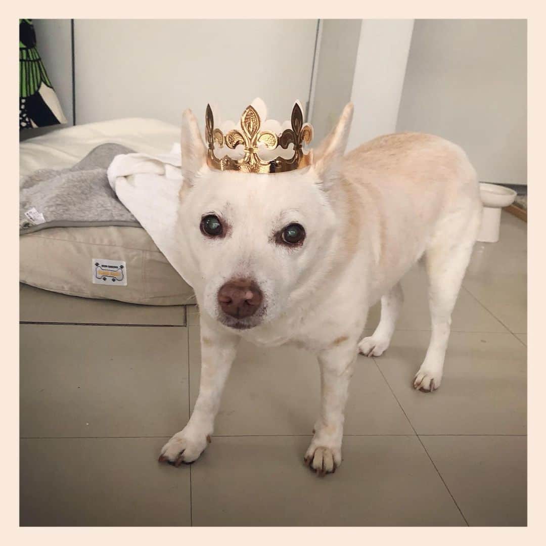 のインスタグラム：「👑  #元保護犬 #雑種犬 #crossbreed #mixdog #キップル14歳」