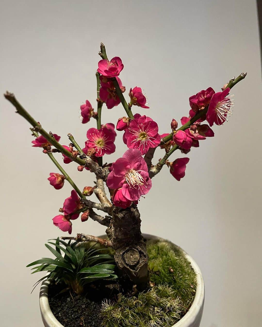 依布サラサさんのインスタグラム写真 - (依布サラサInstagram)「きょうの梅子🪴 増えてますね、増えてますね☺️☺️  #盆栽　#ミニ盆栽　#盆栽初心者　#梅　#梅子　#きょうの梅子　#bonsai  #day9」1月28日 21時20分 - sarasaifu