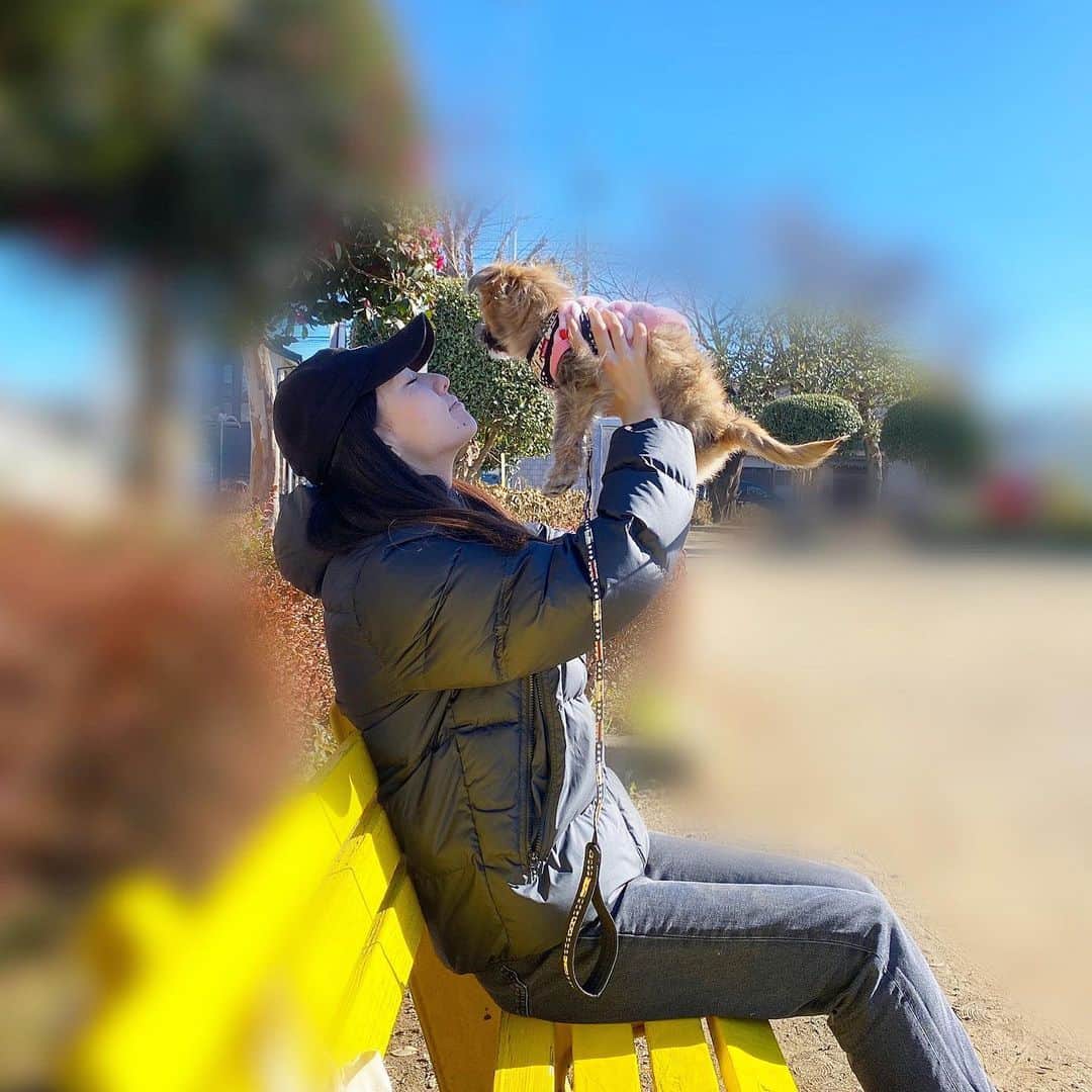 のインスタグラム：「🐶💛🐶💛🐶💛﻿ ﻿ 愛犬のうとちゃんです🐶﻿ ﻿ 名前をつける時﻿ 私が今までやった役名から﻿ もらおうってなって﻿ 最終的に残ったのが﻿ 望　桜　ウト﻿ ﻿ 望っぽくないな﻿ 桜は友達のわんちゃんの名前だな﻿ ……うと！！うと！？って﻿ 呼んでみたら飛んできたので﻿ 坂本監督作品のBLAK FOXの﻿ 根来衆ウトからもらいました😊﻿ ﻿ うとちゃんとっても元気で﻿ 帰ってくると飛びついてお腹見せて﻿ 喜んでくれます💛💛﻿ ﻿ 幸せだぁ😊😊  #愛犬 #愛犬との暮らし #愛犬との時間 #愛犬のいる生活 #愛犬家 #愛犬バカ #シーズー #柴犬 #ミックス犬 #ミックス」