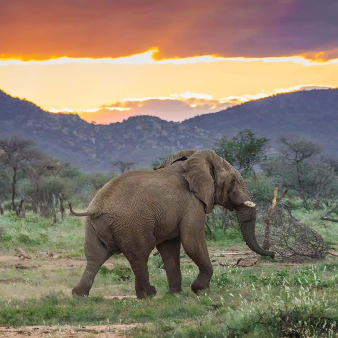 Land Roverさんのインスタグラム写真 - (Land RoverInstagram)「Don't just visit their world - live in it. See elephants and more as you've never seen them before with Land Rover Experience Adventure Travel Namibia. Click the link in our bio to book your place when you're ready to explore.  @erindinamibia #erindi #erindinamibia #Namibia #OffRoad #Defender #TeamDefender #NewDefender #Elephant #Elephants #Wildlife @landrover_adventuretravel」1月28日 22時00分 - landrover