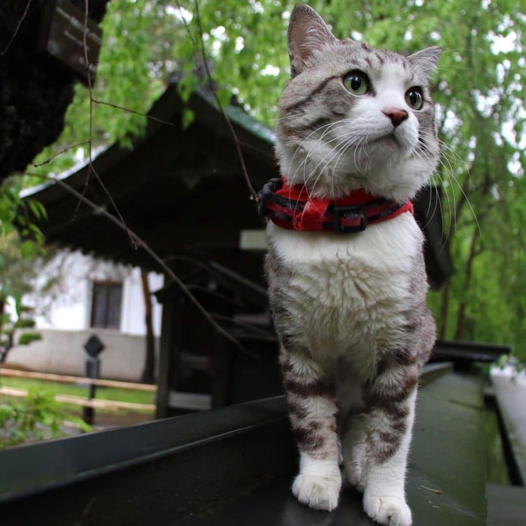 Nyankichi Noranekoさんのインスタグラム写真 - (Nyankichi NoranekoInstagram)「岩手県が誇る世界遺産、中尊寺にゃり😸 ※中尊寺立会の元で撮影しています。  岩手縣引以為傲的世界遺產，中尊寺喵哩😸   Chusonji (Chuson temple), a World Heritage site that Iwate Prefecture is proud of meow 😸  #猫 #cat #고양이 #แมว #貓 #кошка #wats #chat #ニャンスタグラム #gato #catsofinstagram #ねこ部 #旅猫 #cats  #seekor #ネコ #kitty #kucing #kucinglucu #岩手 #iwate #中尊寺 #世界遺産」1月28日 22時04分 - noraneko_nyankichi