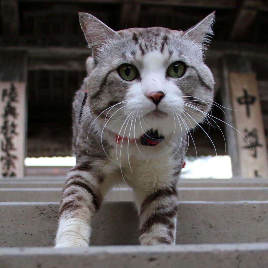 Nyankichi Noranekoさんのインスタグラム写真 - (Nyankichi NoranekoInstagram)「岩手県が誇る世界遺産、中尊寺にゃり😸 ※中尊寺立会の元で撮影しています。  岩手縣引以為傲的世界遺產，中尊寺喵哩😸   Chusonji (Chuson temple), a World Heritage site that Iwate Prefecture is proud of meow 😸  #猫 #cat #고양이 #แมว #貓 #кошка #wats #chat #ニャンスタグラム #gato #catsofinstagram #ねこ部 #旅猫 #cats  #seekor #ネコ #kitty #kucing #kucinglucu #岩手 #iwate #中尊寺 #世界遺産」1月28日 22時04分 - noraneko_nyankichi