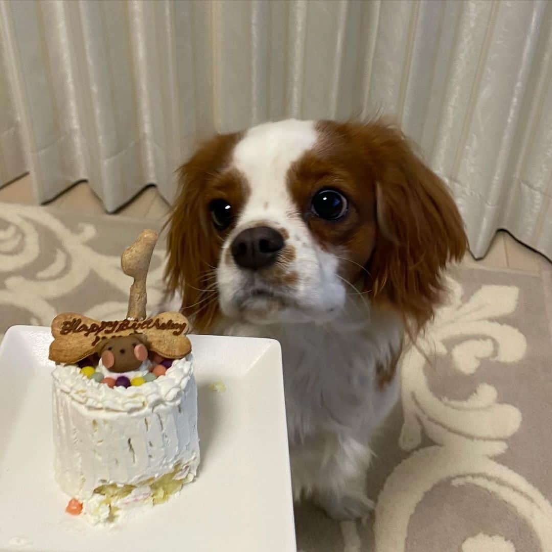 星奈津美のインスタグラム：「ハル太一歳の誕生日おめでとう❤️❤️﻿ ﻿ 初めてのケーキ、どんな反応かなと思ったら、写真を撮る隙もほとんど与えてくれないぐらいの食いつきで、あっという間に綺麗に完食してくれました👏﻿ 今朝私の母から届いたおもちゃもお気に入りで一日中遊んでます😂✨﻿ ﻿ 大きな病気や怪我もなく、健康で毎日元気に過ごしてくれてありがとう🐶💕﻿ これからも元気に過ごせますように🍀 #happybirthday #1yearold  #キャバリア #キャバリアキングチャールズスパニエル #ブレンハイム男の子 #ハル太 #1月28日」