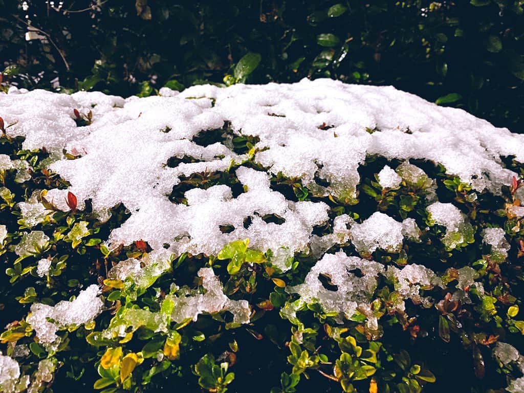 倉田雅世さんのインスタグラム写真 - (倉田雅世Instagram)「雪が積もってました。 本当に寒かった。 でも、今日はかわいこちゃんたちから、あったかい気持ちをたくさんもらったので、ココロはぽかぽかですよ。」1月28日 22時25分 - kuralamune