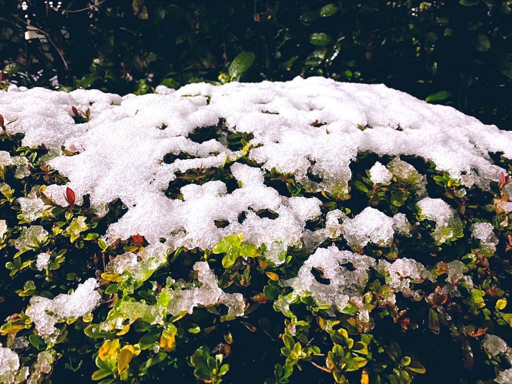 倉田雅世のインスタグラム：「雪が積もってました。 本当に寒かった。 でも、今日はかわいこちゃんたちから、あったかい気持ちをたくさんもらったので、ココロはぽかぽかですよ。」