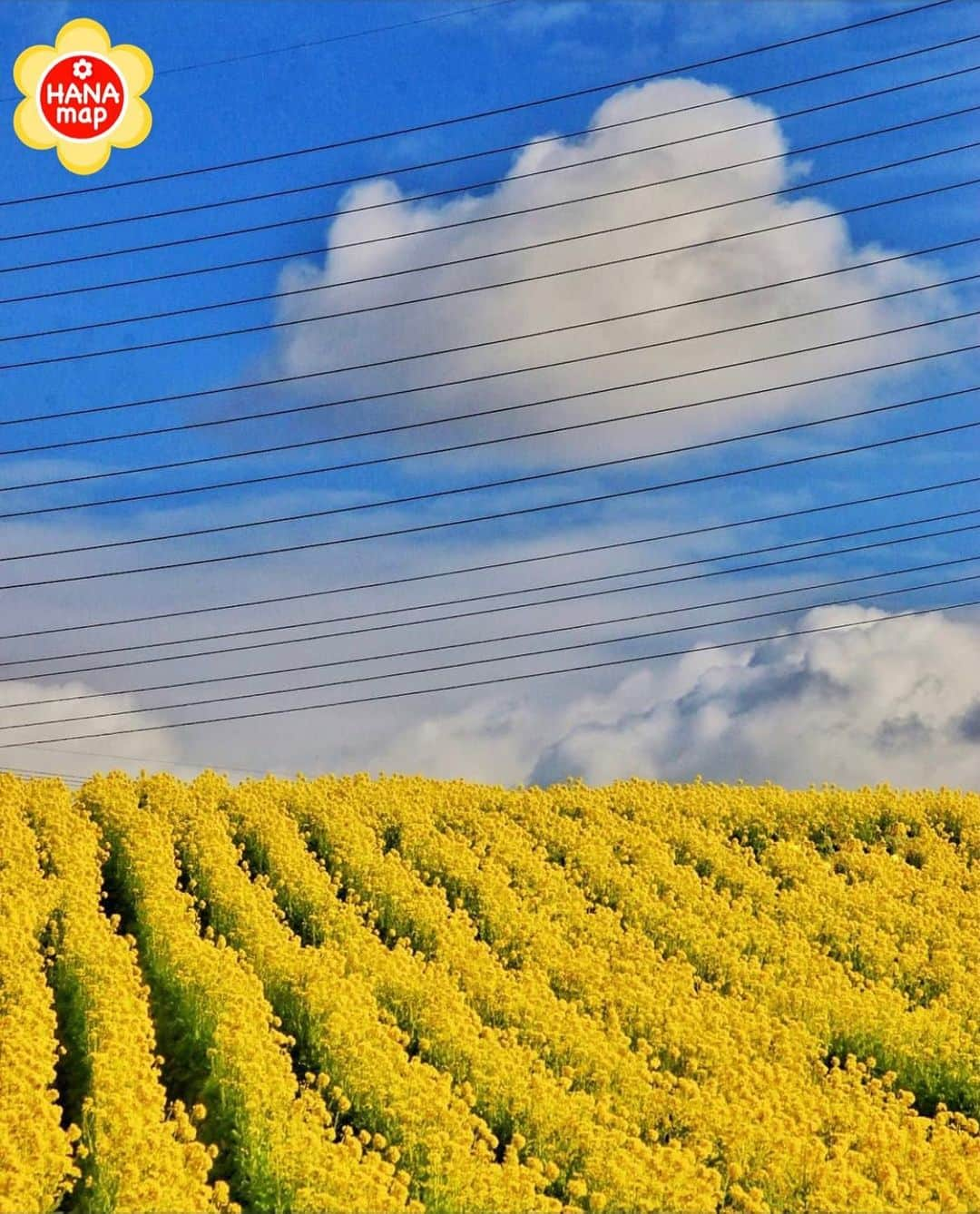 はなまっぷ❁日本の花風景さんのインスタグラム写真 - (はなまっぷ❁日本の花風景Instagram)「🌸はなまっぷ🌸 *  @suehiro.yamazaki さんの 花のある風景に花まるを💮 * 空と電線と菜の花、美しいコラボをありがとうございます😊🌸 * 愛知　#愛知牧場 Aichi Farm, Aichi Pref. * 🌼菜の花の花言葉📝🌼 小さな幸せ、元気いっぱい * 見頃を過ぎている場所もご紹介しています。お出かけの際はHP等で最新の情報をご確認くださいね🙏🌸 * 🌸•••🌸•••🌸•••🌸•••🌸•••🌸 * いつも素敵なお花をありがとうございます😊 日本の花のある風景にタグ付けしてください🌸 お花があれば何でもOKです💓 * #はなまっぷ * #日本の美しい花風景#花のある風景#花#花言葉#風景#菜の花 * 🌸••••••お知らせ••••••🌸 * 花の写真展に参加してみませんか？？ 詳細はプロフィール記載のHP内をご覧ください」1月28日 22時25分 - hanamap