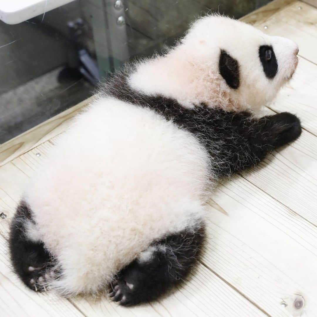のインスタグラム：「🐾🐾🐾 🌈🌈🌈 #彩浜 🐼😊🐼 #photography #adventureworld #アドベンチャーワールド #ADVENTUREWORLDPANDAS #baby #HELLOLITTLE #pandamental #hellopanda #ハローリトル #ハローパンダ #パンダグラビア #パンダ　and #panda #pandababy 🐼🐼🐼」