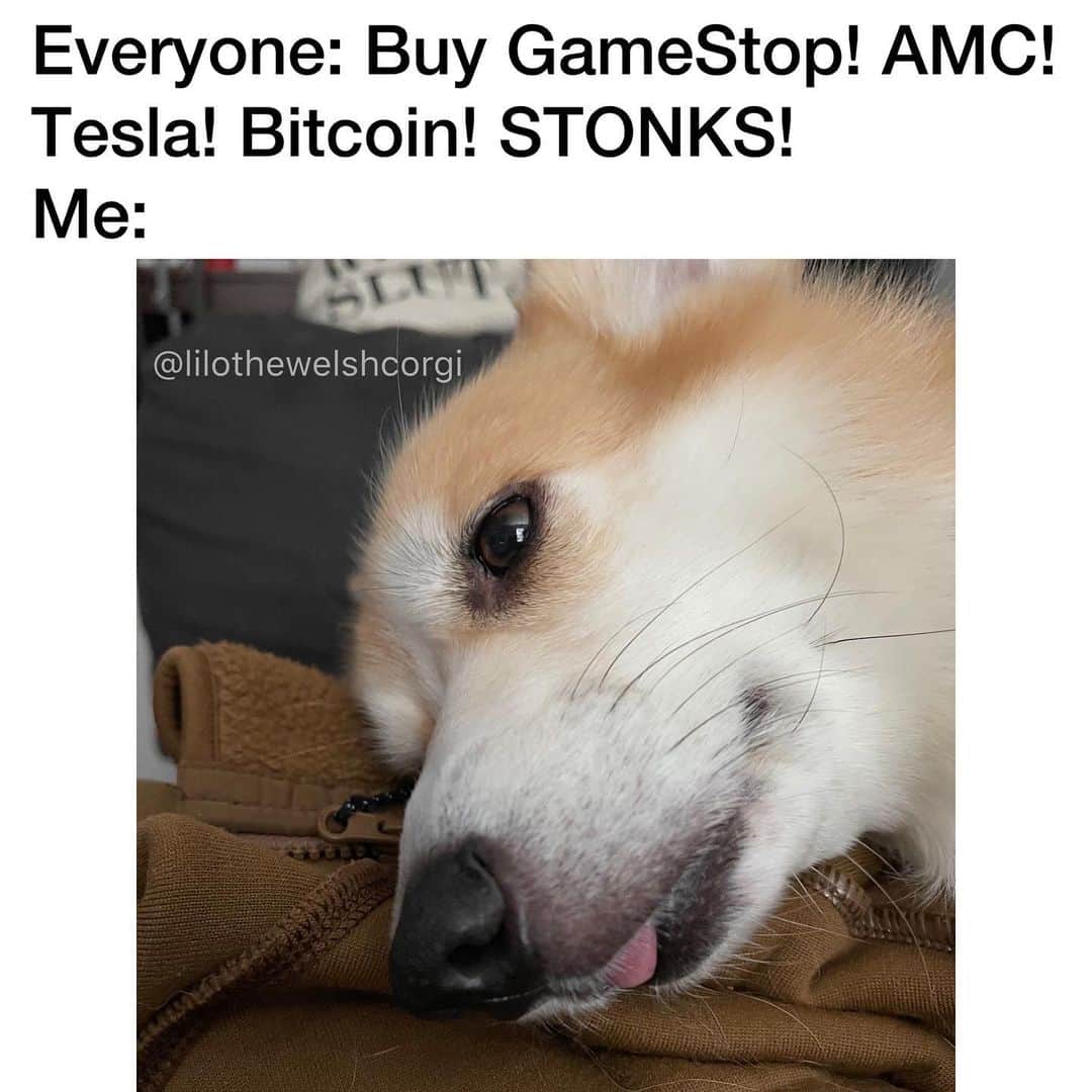 Liloのインスタグラム：「Does Stonks taste good? Do the rich taste good? Help woof!」