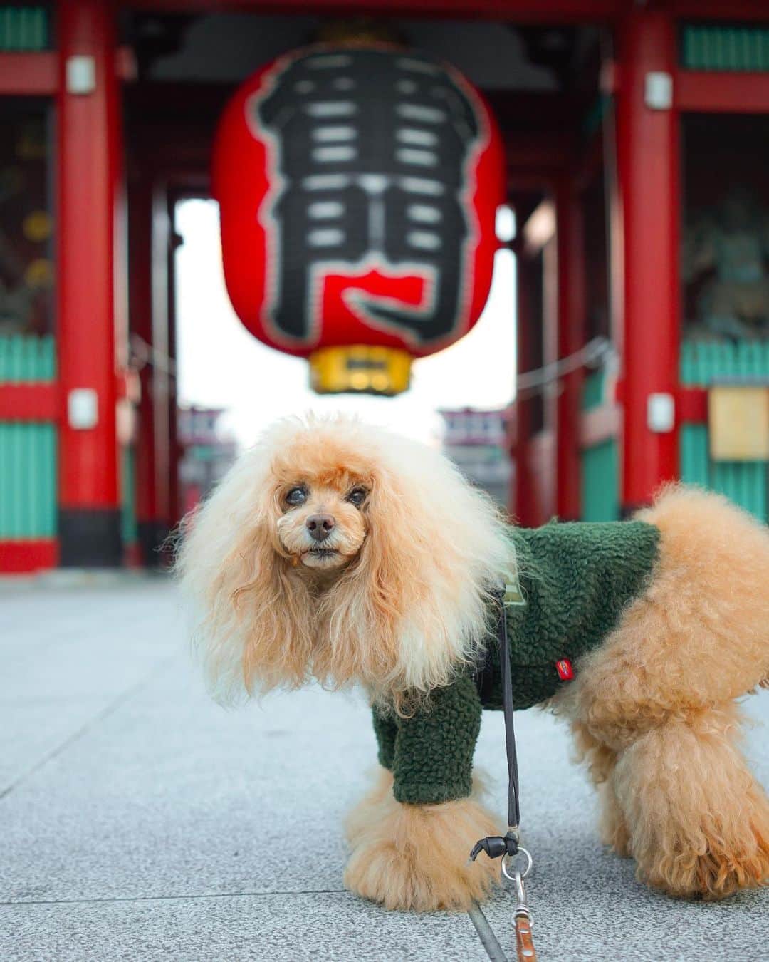 Toypoodle Mikuru?Asakusa Tokyoのインスタグラム：「20210129 Friday. Good morning ! Friends 💓  更新までに日にちあいちゃった🥲 みきゅるんは元気で毎朝、朝活肉活しております💓  ❶ カミナリモーンカモーン😄 ❷ 肉活動画😆 ❸ 後頭部らぶ💓  やっと週末🤗 どこにも行けないのに、無駄にお天気良さそうな予報🥲 みきゅるんの画像データの整理でもしようかなぁ😅  #浅草寺 #雷門 #朝活 #肉活」