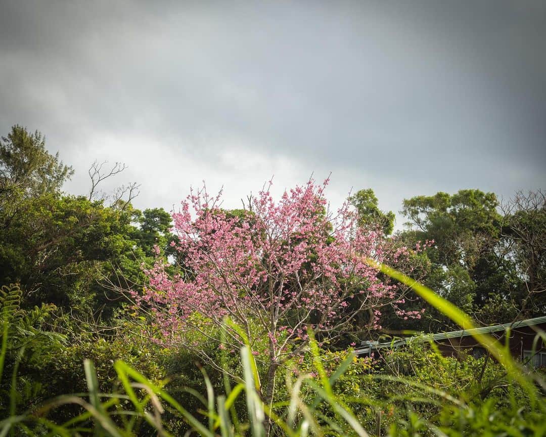 のインスタグラム：「曇り空にさくら。  #沖縄 #移住 #桜」