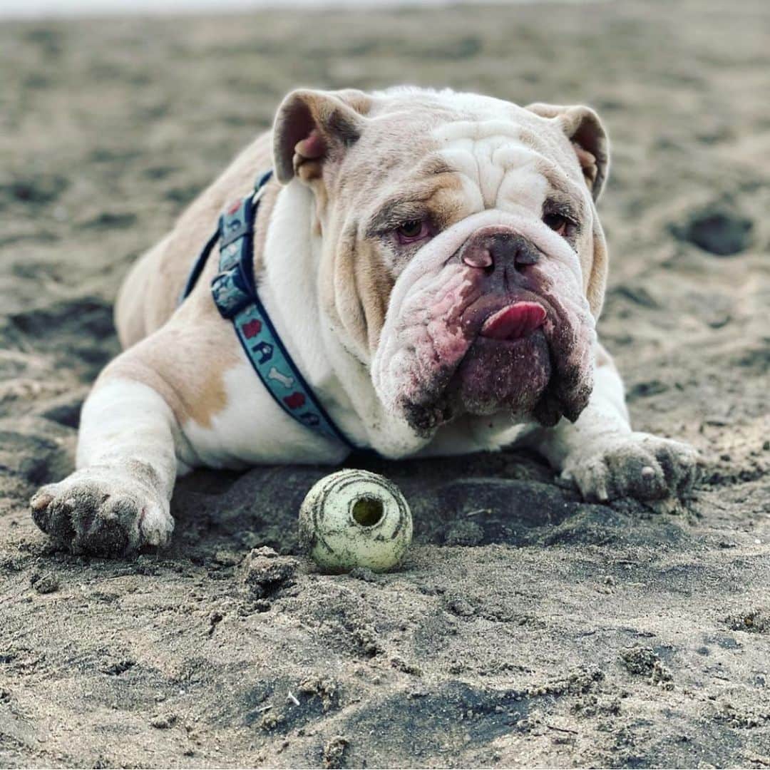 のインスタグラム：「Sorry I’ve been MIA!!! After battling (and finally beating) Covid-19, I’ve been focusing my energy on one of my greatest passions...bulldog rescue 🐶💗🥳 Follow @saveabullie to watch the journey and see some cute puppies 💗  . . . . . #bulldogsofinstagram #bulldog #love #rescuedogsofinstagram #dog #mom #life #dream #noexcuses #adoptdontshop #rescue #puppy #dogsofinstagram #puppylove #sandiego #california #smile #positivevibes #mylove #mylife」