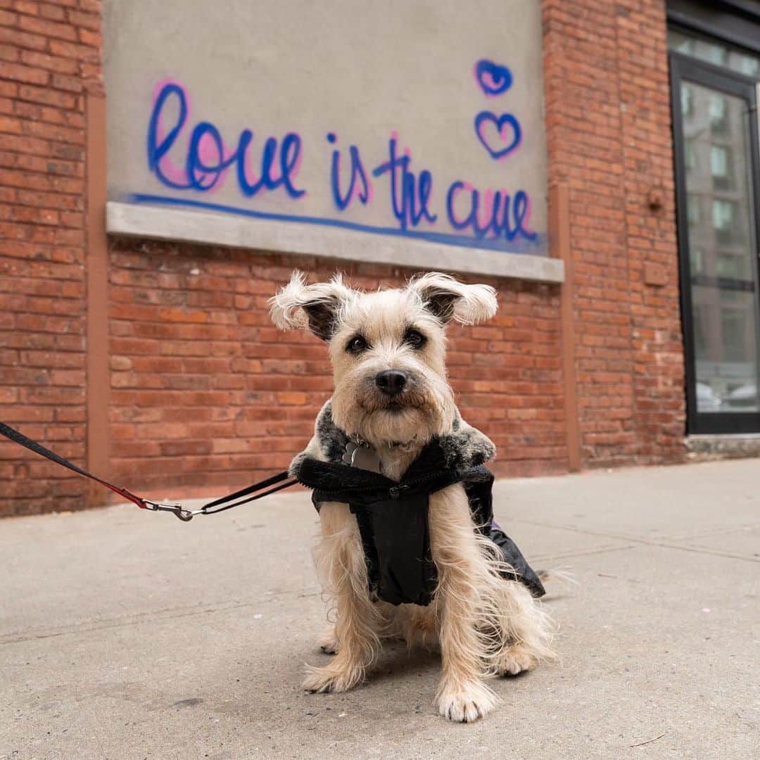 The Dogistさんのインスタグラム写真 - (The DogistInstagram)「Mr. Tibbs, Schnauzer mix, 45th & 10th Ave., New York, NY • “He’s named after the Sydney Poitier character from In the Heat of the Night. Bill Berloni is a close family friend and he helped us find Mr. Tibbs. Bill rescues and trains animals for Broadway, film and TV and he knew Mr. Tibbs had it in him to be a stage dog, so I worked on training him for when Bill needs to use him for a job. He’s ready for his Broadway debut. His nickname is ‘Grumpus’ – he’s very vocal.” A rescue from @humanesocietyny」1月29日 8時54分 - thedogist