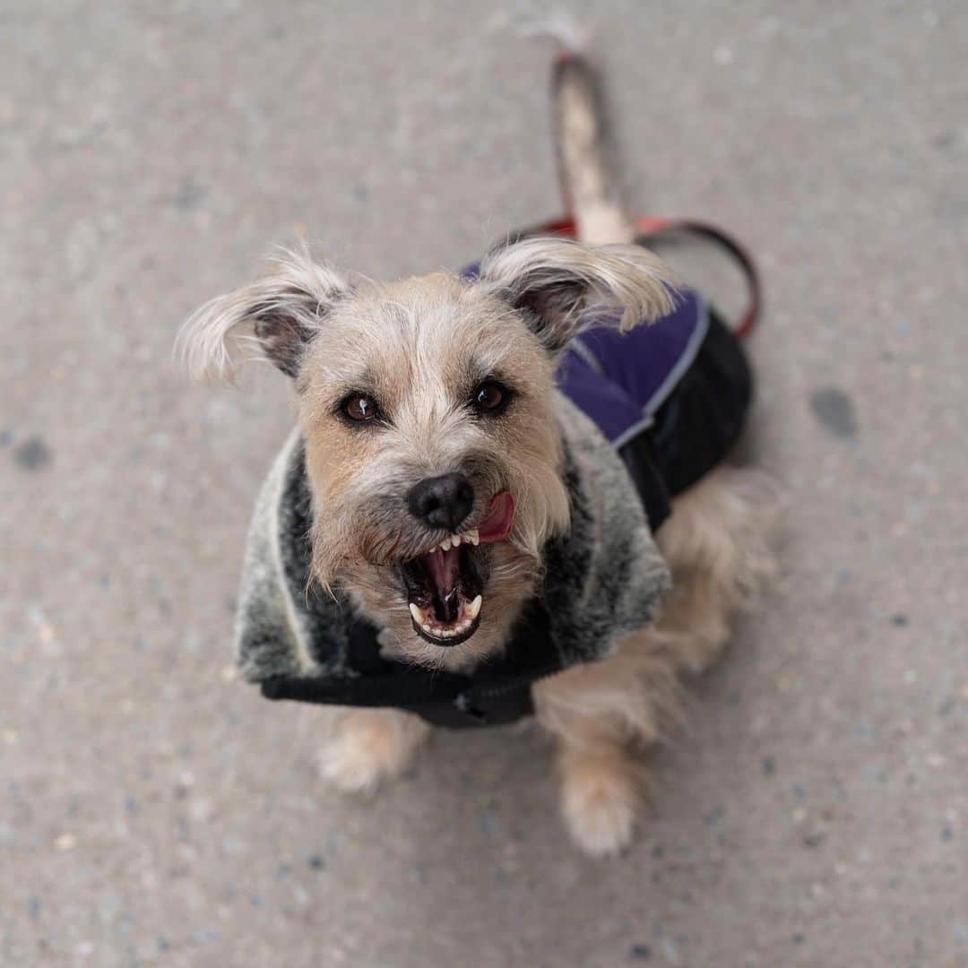 The Dogistさんのインスタグラム写真 - (The DogistInstagram)「Mr. Tibbs, Schnauzer mix, 45th & 10th Ave., New York, NY • “He’s named after the Sydney Poitier character from In the Heat of the Night. Bill Berloni is a close family friend and he helped us find Mr. Tibbs. Bill rescues and trains animals for Broadway, film and TV and he knew Mr. Tibbs had it in him to be a stage dog, so I worked on training him for when Bill needs to use him for a job. He’s ready for his Broadway debut. His nickname is ‘Grumpus’ – he’s very vocal.” A rescue from @humanesocietyny」1月29日 8時54分 - thedogist