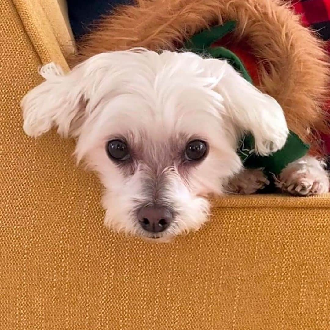 ミランダ・ランバートさんのインスタグラム写真 - (ミランダ・ランバートInstagram)「This is sweet Luigi. He’s our #MuttNationFund Pet of the Month with @waggleforpets. His mom lost her job due to COVID, and shortly after the poor little guy was diagnosed with Lung Cancer. The @MuttNation Fund is helping cover his vet bills to help him get the care he needs. Go to the link in my bio to learn how you can jump in to help pups like him or apply for help for your pet.」1月29日 9時05分 - mirandalambert