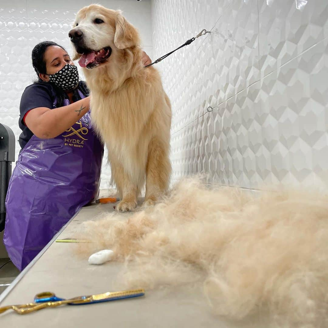 Bobさんのインスタグラム写真 - (BobInstagram)「Hoje foi dia de #BeautyGoldenDay no @crystalpetstore 🛁 A dupla tomou banho e fizeram o trimming (tosa específica da raça)  Enquanto outros 9 aumigos tomavam seus banhos simultaneamente cada um em uma sala privativa e climatizada 🔝🔝🔝 Agende seu banho e trimming!! 🐾🐾 . Bob faz trimming com @erica.cavalcante5087  e Marley com @edu.groomer  . Local: @crystalpetstore  . Aumigos convidados: @golden.terriever  @retrieversofia.whisky  @googlethegolden  @golden_bowie  @goldenlaguna  @teslagoldenhits  . #trimming #trimminggoldenretriever #trimmingweed #strimming #groomer #antesedepois #meuantesedepois #pelos #goldenretrieverbrasil #goldenretrieverworld #mauricinho #farialimers #ficoulindo #meucachorro #coisalinda #banho #banhoetosa #petshop」1月29日 9時07分 - bob_marley_goldenretriever