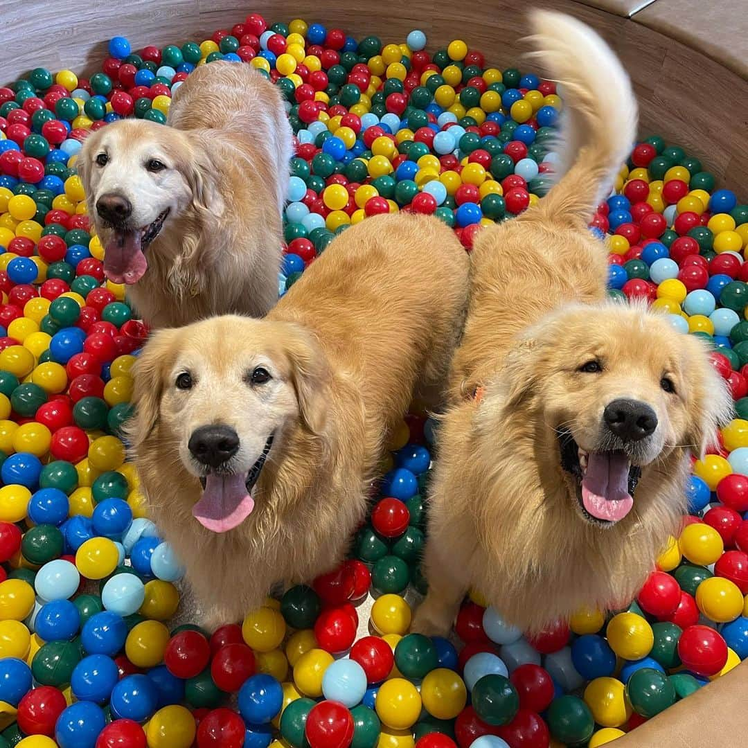 Bobさんのインスタグラム写真 - (BobInstagram)「Hoje foi dia de #BeautyGoldenDay no @crystalpetstore 🛁 A dupla tomou banho e fizeram o trimming (tosa específica da raça)  Enquanto outros 9 aumigos tomavam seus banhos simultaneamente cada um em uma sala privativa e climatizada 🔝🔝🔝 Agende seu banho e trimming!! 🐾🐾 . Bob faz trimming com @erica.cavalcante5087  e Marley com @edu.groomer  . Local: @crystalpetstore  . Aumigos convidados: @golden.terriever  @retrieversofia.whisky  @googlethegolden  @golden_bowie  @goldenlaguna  @teslagoldenhits  . #trimming #trimminggoldenretriever #trimmingweed #strimming #groomer #antesedepois #meuantesedepois #pelos #goldenretrieverbrasil #goldenretrieverworld #mauricinho #farialimers #ficoulindo #meucachorro #coisalinda #banho #banhoetosa #petshop」1月29日 9時07分 - bob_marley_goldenretriever