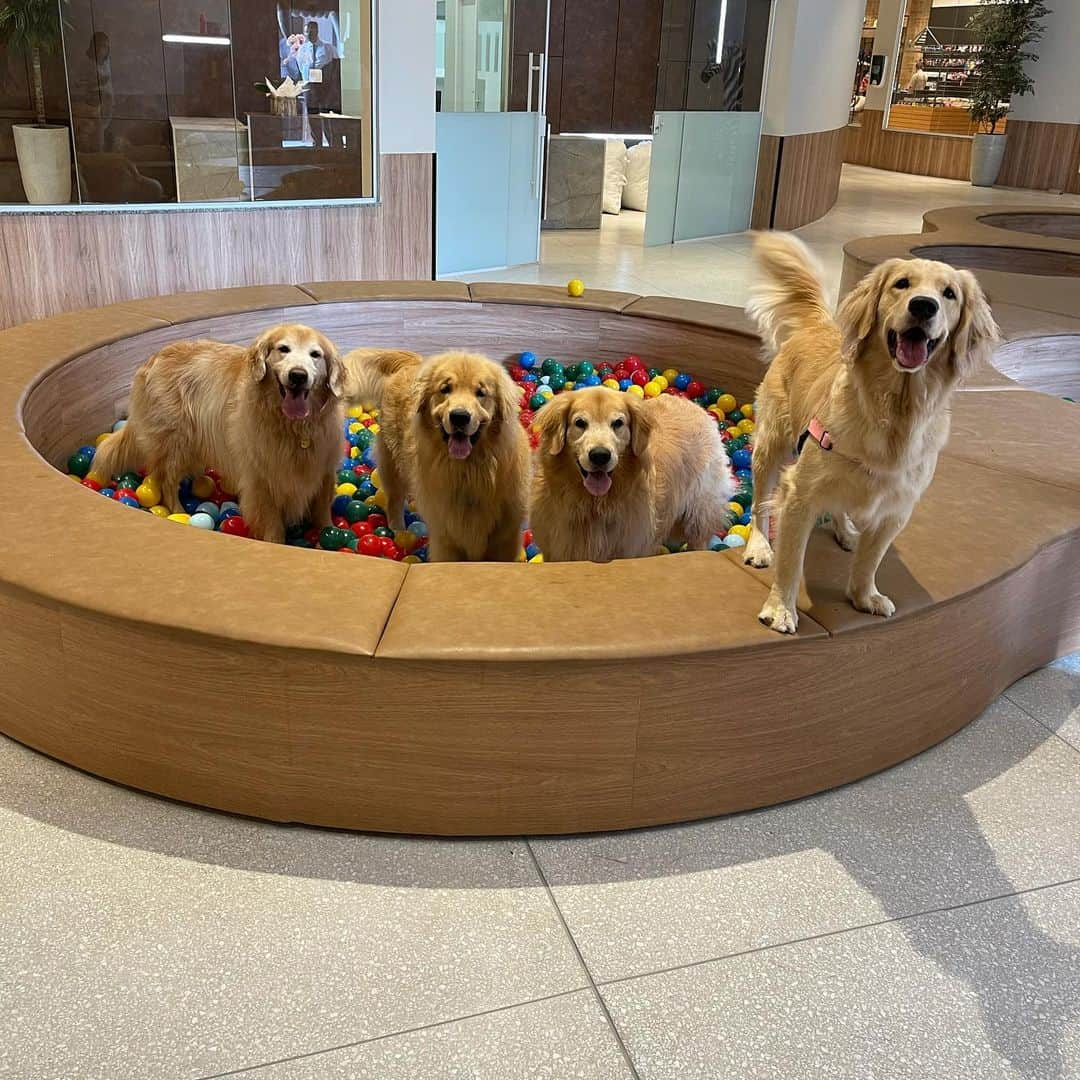 Bobさんのインスタグラム写真 - (BobInstagram)「Hoje foi dia de #BeautyGoldenDay no @crystalpetstore 🛁 A dupla tomou banho e fizeram o trimming (tosa específica da raça)  Enquanto outros 9 aumigos tomavam seus banhos simultaneamente cada um em uma sala privativa e climatizada 🔝🔝🔝 Agende seu banho e trimming!! 🐾🐾 . Bob faz trimming com @erica.cavalcante5087  e Marley com @edu.groomer  . Local: @crystalpetstore  . Aumigos convidados: @golden.terriever  @retrieversofia.whisky  @googlethegolden  @golden_bowie  @goldenlaguna  @teslagoldenhits  . #trimming #trimminggoldenretriever #trimmingweed #strimming #groomer #antesedepois #meuantesedepois #pelos #goldenretrieverbrasil #goldenretrieverworld #mauricinho #farialimers #ficoulindo #meucachorro #coisalinda #banho #banhoetosa #petshop」1月29日 9時07分 - bob_marley_goldenretriever