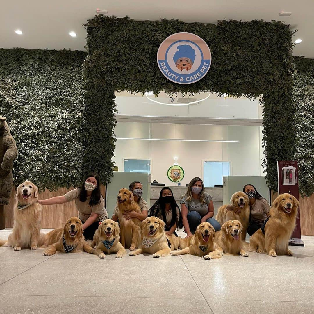 Bobさんのインスタグラム写真 - (BobInstagram)「Hoje foi dia de #BeautyGoldenDay no @crystalpetstore 🛁 A dupla tomou banho e fizeram o trimming (tosa específica da raça)  Enquanto outros 9 aumigos tomavam seus banhos simultaneamente cada um em uma sala privativa e climatizada 🔝🔝🔝 Agende seu banho e trimming!! 🐾🐾 . Bob faz trimming com @erica.cavalcante5087  e Marley com @edu.groomer  . Local: @crystalpetstore  . Aumigos convidados: @golden.terriever  @retrieversofia.whisky  @googlethegolden  @golden_bowie  @goldenlaguna  @teslagoldenhits  . #trimming #trimminggoldenretriever #trimmingweed #strimming #groomer #antesedepois #meuantesedepois #pelos #goldenretrieverbrasil #goldenretrieverworld #mauricinho #farialimers #ficoulindo #meucachorro #coisalinda #banho #banhoetosa #petshop」1月29日 9時07分 - bob_marley_goldenretriever