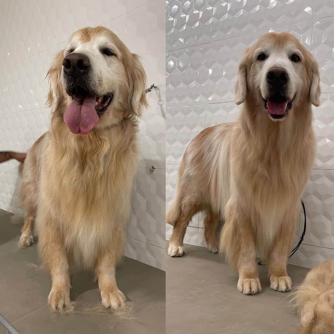 Bobのインスタグラム：「Hoje foi dia de #BeautyGoldenDay no @crystalpetstore 🛁 A dupla tomou banho e fizeram o trimming (tosa específica da raça)  Enquanto outros 9 aumigos tomavam seus banhos simultaneamente cada um em uma sala privativa e climatizada 🔝🔝🔝 Agende seu banho e trimming!! 🐾🐾 . Bob faz trimming com @erica.cavalcante5087  e Marley com @edu.groomer  . Local: @crystalpetstore  . Aumigos convidados: @golden.terriever  @retrieversofia.whisky  @googlethegolden  @golden_bowie  @goldenlaguna  @teslagoldenhits  . #trimming #trimminggoldenretriever #trimmingweed #strimming #groomer #antesedepois #meuantesedepois #pelos #goldenretrieverbrasil #goldenretrieverworld #mauricinho #farialimers #ficoulindo #meucachorro #coisalinda #banho #banhoetosa #petshop」