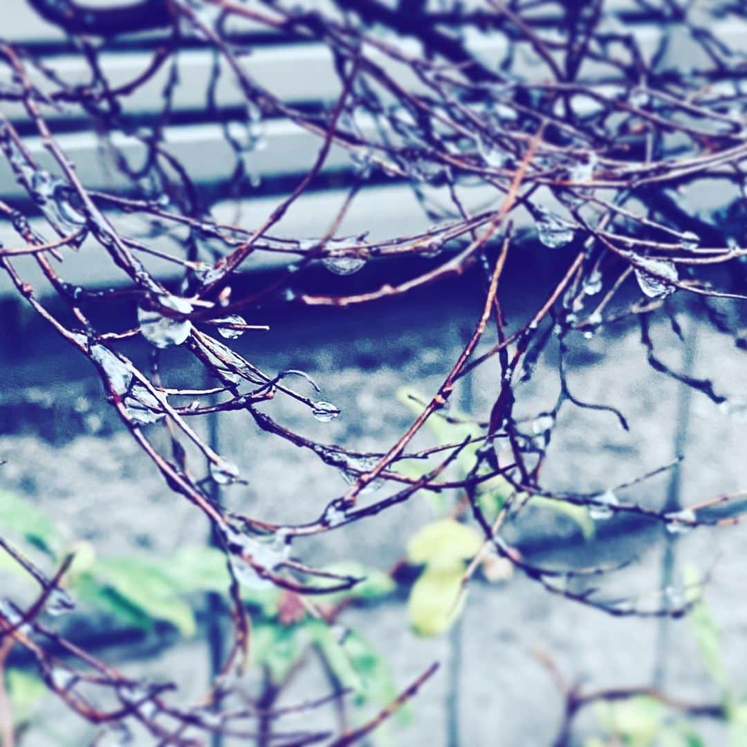 中野敬久さんのインスタグラム写真 - (中野敬久Instagram)「#raindrops #rain #snow #cold #winter」1月29日 9時16分 - hirohisanakano
