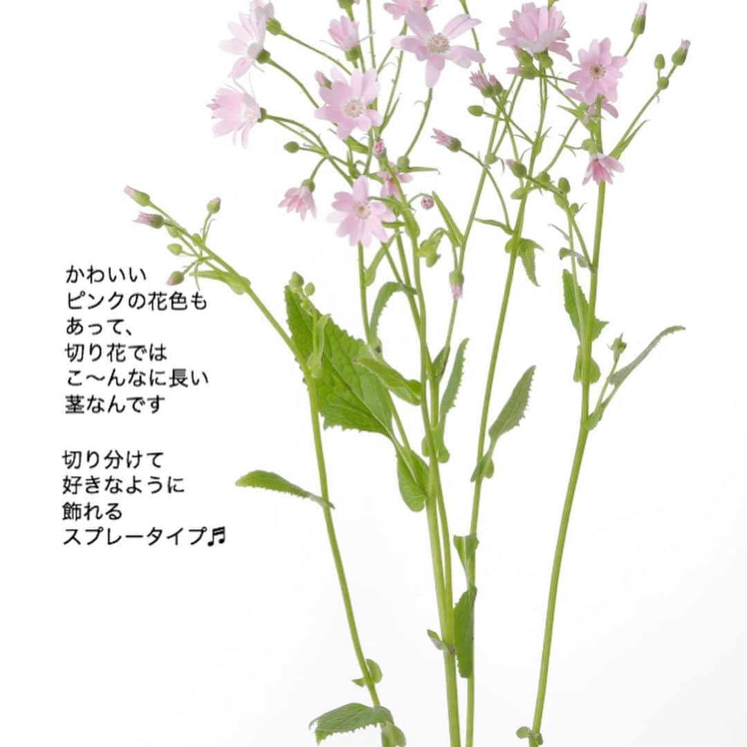 雑誌『花時間』さんのインスタグラム写真 - (雑誌『花時間』Instagram)「おはようございます。サイネリアって知っていますか？﻿ ﻿ 鉢花でお馴染みのお花。﻿ ﻿ そのサイネリアにも﻿ 切り花があるんです。﻿ ﻿ 鉢のお花との違いは﻿ 長ーーーーいおみ足！﻿ ﻿ 茎がとっても長い﻿ スプレータイプとして﻿ 出回っているんです。﻿ ﻿ ぱっちり開くお花は﻿ さながら、﻿ マーガレットの妹分。﻿ ﻿ つぼみもつぎつぎと開いて、﻿ 毎日、小さな春を届けてくれます。﻿ ﻿ 色は最初のpicの紫のほか、﻿ 青、ピンク、白など。﻿ ﻿ 2月になると﻿ ちょくちょく見かけるように﻿ なるので、気にかけておいて。 ﻿ では、本日も元気smile😊😊😊で﻿ 頑張りましょう！ by  ピーターパン  花 @石澤佳子 写真 @masaki.yamamoto  花材写真 @tanabe32  #flowers #flowerslovers #flowerstagram #flowerarrangement  #花時間 #花時間2021  #花好き #花藝 #花好きな人と繋がりたい #花が好きな人と繋がりたい #花のある生活 #お花のある暮らし #花を飾る #花を飾る生活  #サイネリア #青い花  #癒やしの時間  #小さな花  #小さな花が好き  #おうち時間を楽しむ #ビタミンf  #花屋さんへ行こう」1月29日 9時21分 - hanajikan_magazine