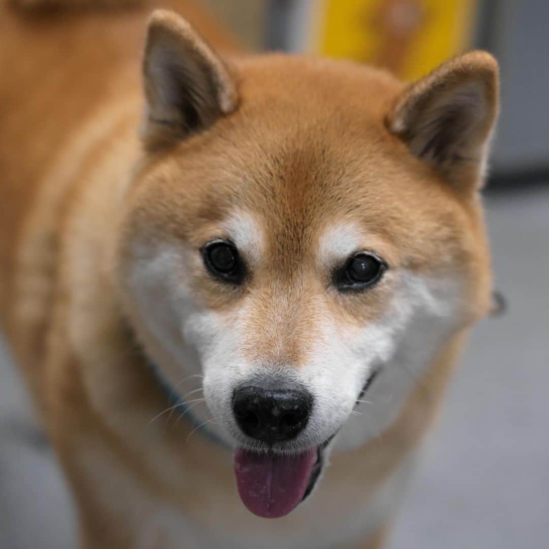 まる（まるたろう）のインスタグラム：「Good morning!✨🐶🥺✨パパ！わかってるよね！ママにちゃんと伝えてね #今日は繰越だよって #忘れてると思うから #リマインドして #でもまるからだって事は言わないでね #厚かましいって思われるし #それとなく伝えるんだよ」