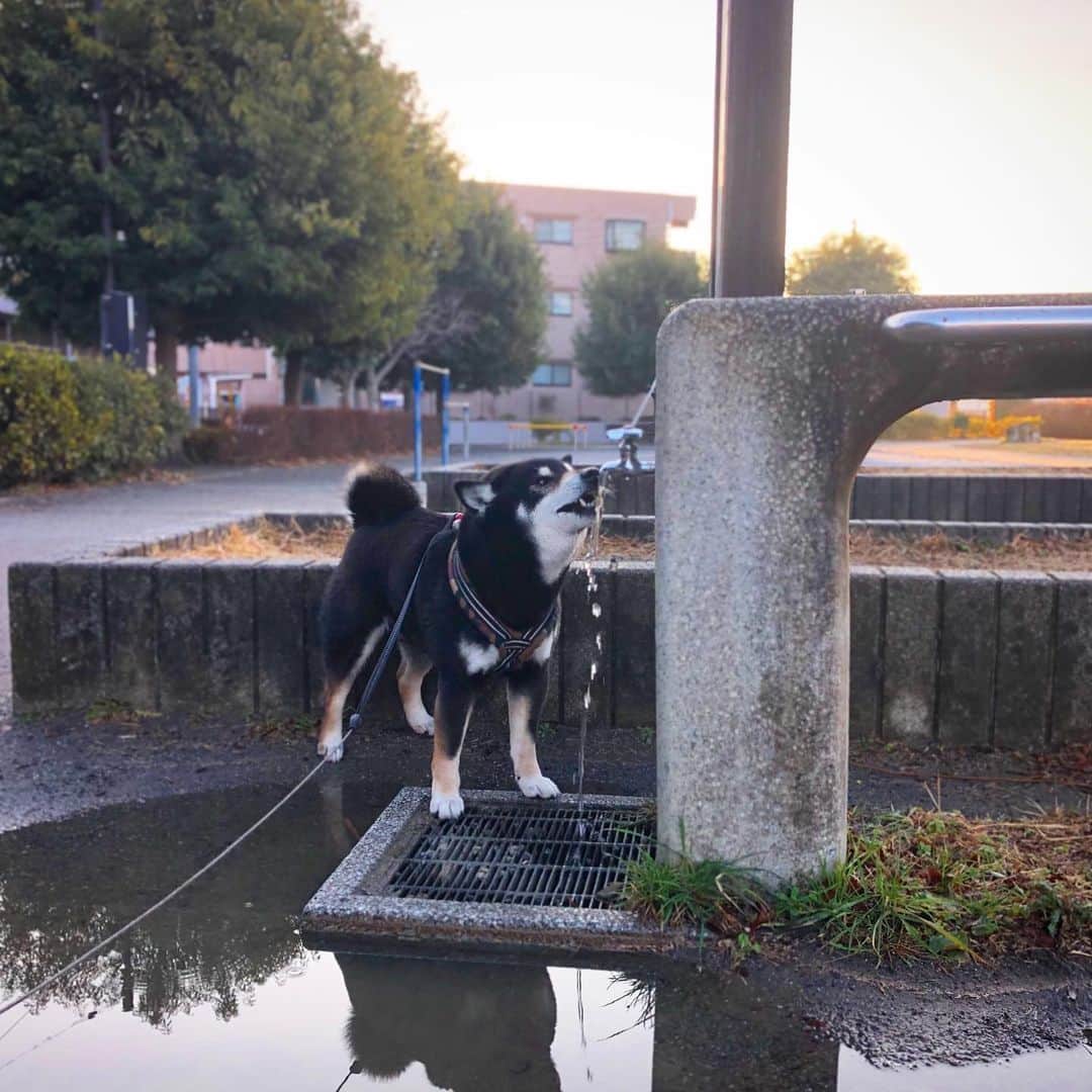 小川博永さんのインスタグラム写真 - (小川博永Instagram)「でっかい水たまりの中で水をガブ飲み。  #今朝まる #ししまる #dog #dogs #柴犬 #黒柴」1月29日 9時28分 - ogawahironaga