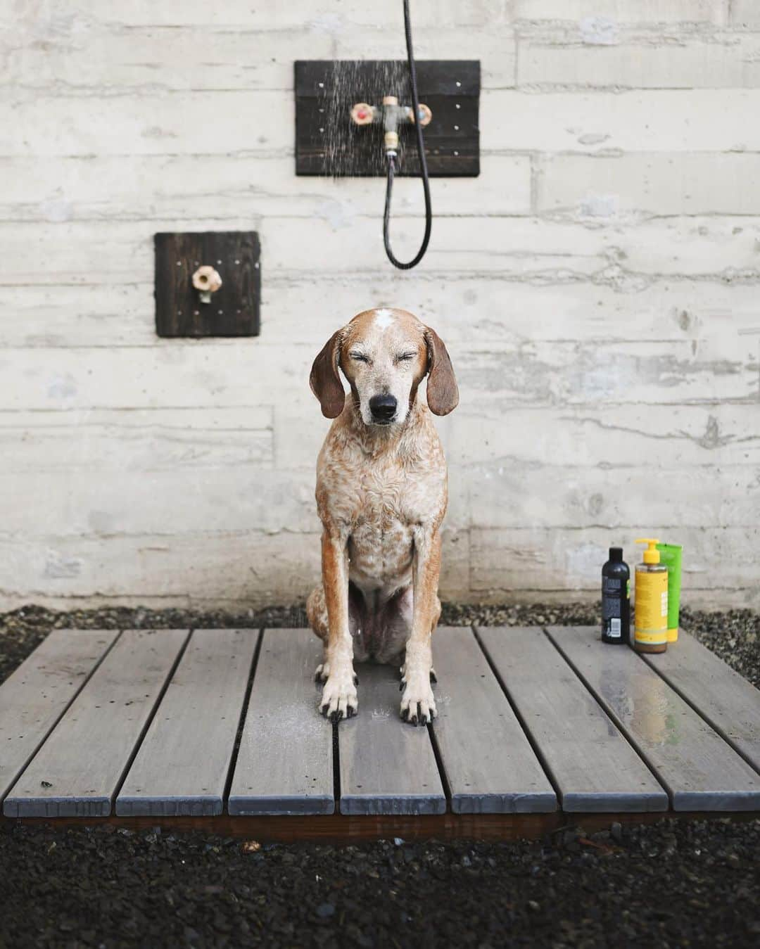 マディのインスタグラム：「“Local salty dog served hot outdoor shower it didn’t order”」