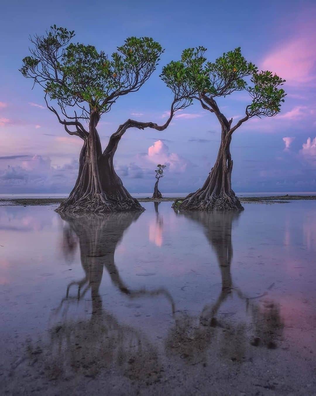 Discover Earthさんのインスタグラム写真 - (Discover EarthInstagram)「Beautiful dancing mangrove trees in Sumba island.  This island in East Nusa Tenggara has a magnetic mix of pristine nature and indigenous culture. Despite being dubbed as the island paradise on the rise, or even the ‘next Bali’, Sumba is still one of Indonesia’s best-kept secrets. This beautiful location is filled with new spots to discover and life-changing experiences.  "Along the beach you may find beautiful dancing mangrove trees. It's a very small and fragile place, but endless source of compositions. And It's surprisingly remote. When I rented a scooter to get here everyone was smiling and greeting me. People didn't get used to see tourists here."  🇮🇩 #discoverIndonesia with @danielkordan  . . . . .  #sumba  #indonesia  #ntt  #sumbatimur  #exploresumba  #travel  #pesonaindonesia  #photography  #sumbaisland  #waingapu  #bali  #lombok  #explore  #sumbabarat  #wanderlust  #wonderfulindonesia  #naturephotography  #landscape  #jakarta  #papua  #bandung  #sumbabaratdaya  #trip  #travelphotography  #beach  #instagram  #adventure  #photooftheday  #exploreindonesia」1月29日 1時01分 - discoverearth