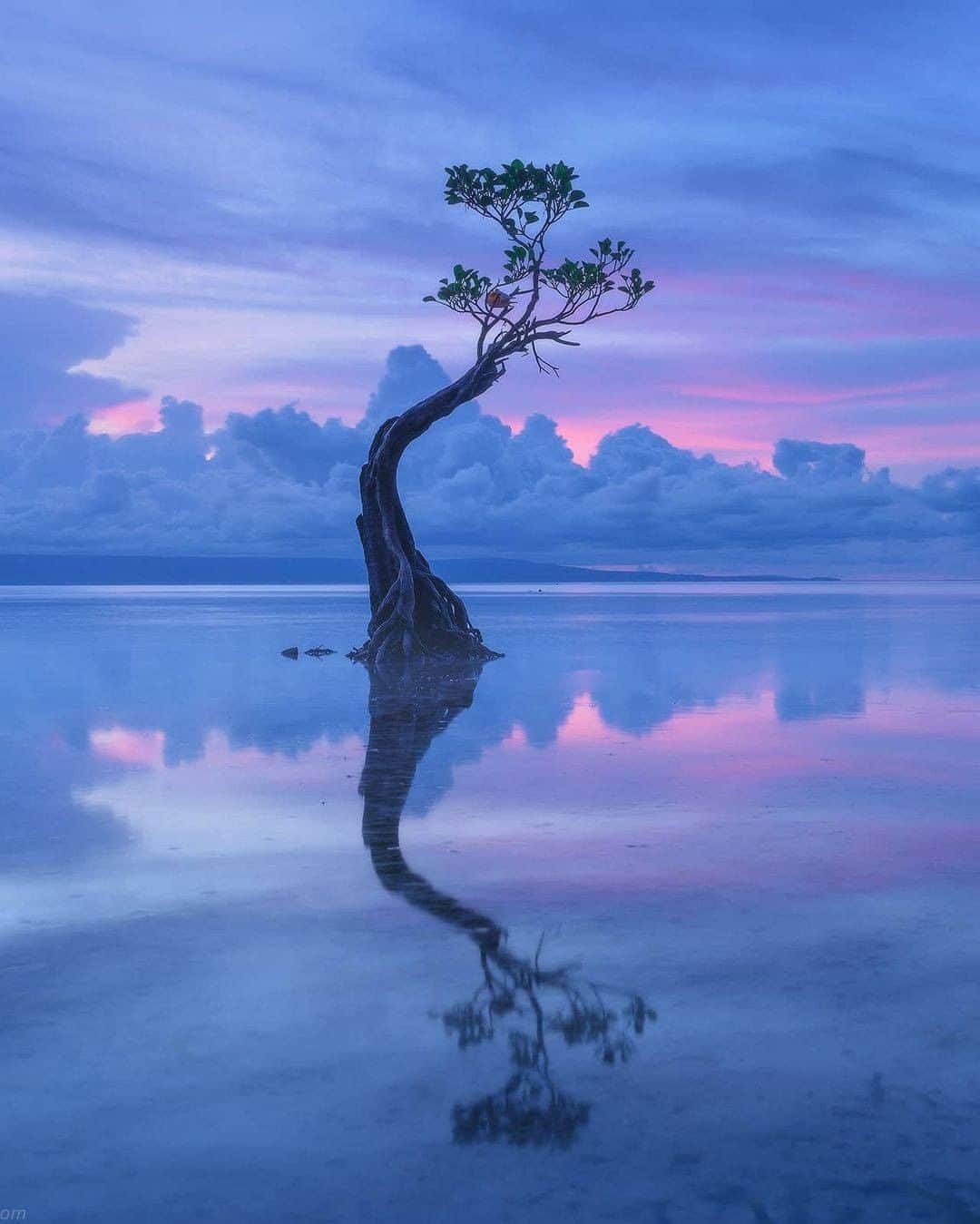 Discover Earthさんのインスタグラム写真 - (Discover EarthInstagram)「Beautiful dancing mangrove trees in Sumba island.  This island in East Nusa Tenggara has a magnetic mix of pristine nature and indigenous culture. Despite being dubbed as the island paradise on the rise, or even the ‘next Bali’, Sumba is still one of Indonesia’s best-kept secrets. This beautiful location is filled with new spots to discover and life-changing experiences.  "Along the beach you may find beautiful dancing mangrove trees. It's a very small and fragile place, but endless source of compositions. And It's surprisingly remote. When I rented a scooter to get here everyone was smiling and greeting me. People didn't get used to see tourists here."  🇮🇩 #discoverIndonesia with @danielkordan  . . . . .  #sumba  #indonesia  #ntt  #sumbatimur  #exploresumba  #travel  #pesonaindonesia  #photography  #sumbaisland  #waingapu  #bali  #lombok  #explore  #sumbabarat  #wanderlust  #wonderfulindonesia  #naturephotography  #landscape  #jakarta  #papua  #bandung  #sumbabaratdaya  #trip  #travelphotography  #beach  #instagram  #adventure  #photooftheday  #exploreindonesia」1月29日 1時01分 - discoverearth