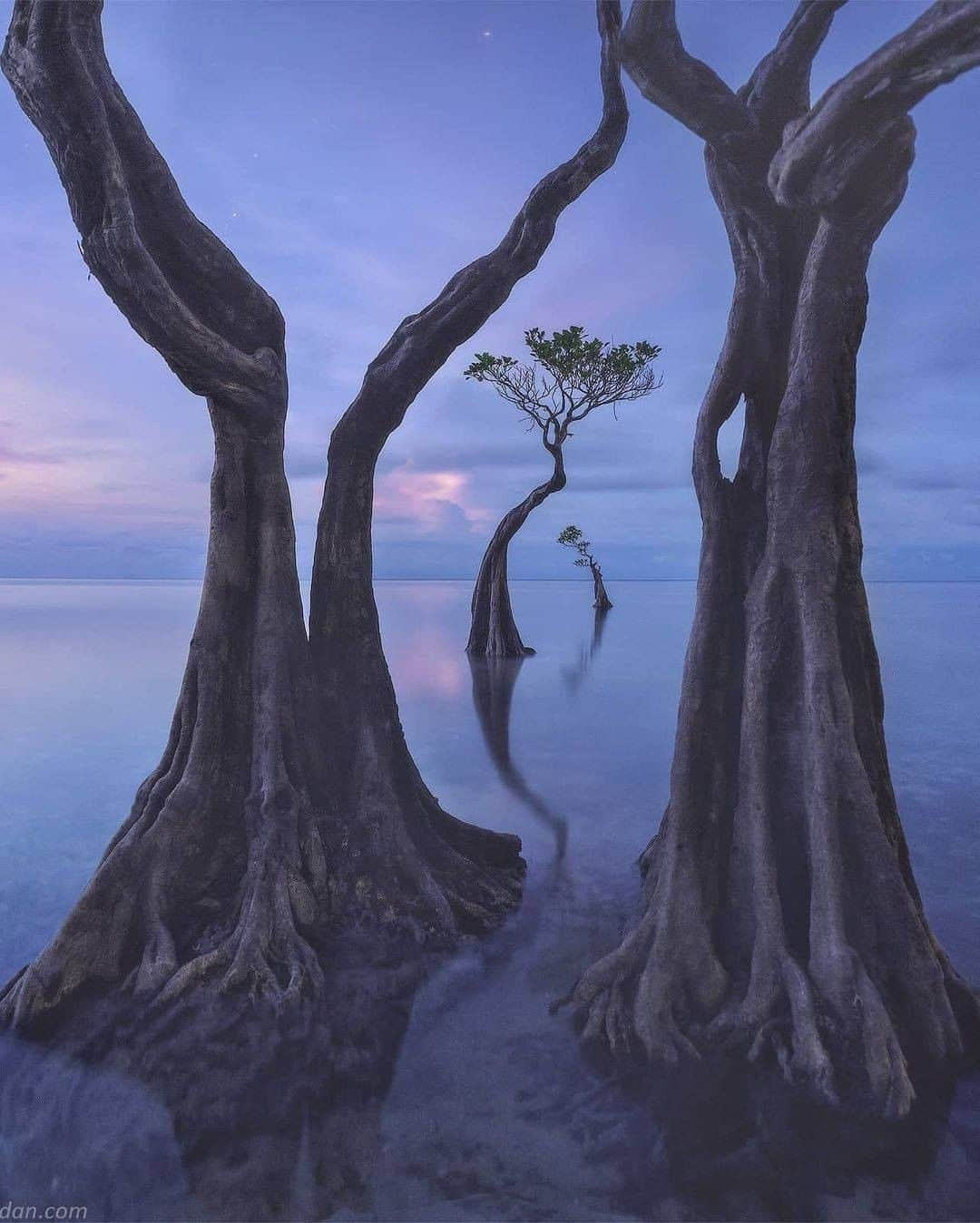 Discover Earthさんのインスタグラム写真 - (Discover EarthInstagram)「Beautiful dancing mangrove trees in Sumba island.  This island in East Nusa Tenggara has a magnetic mix of pristine nature and indigenous culture. Despite being dubbed as the island paradise on the rise, or even the ‘next Bali’, Sumba is still one of Indonesia’s best-kept secrets. This beautiful location is filled with new spots to discover and life-changing experiences.  "Along the beach you may find beautiful dancing mangrove trees. It's a very small and fragile place, but endless source of compositions. And It's surprisingly remote. When I rented a scooter to get here everyone was smiling and greeting me. People didn't get used to see tourists here."  🇮🇩 #discoverIndonesia with @danielkordan  . . . . .  #sumba  #indonesia  #ntt  #sumbatimur  #exploresumba  #travel  #pesonaindonesia  #photography  #sumbaisland  #waingapu  #bali  #lombok  #explore  #sumbabarat  #wanderlust  #wonderfulindonesia  #naturephotography  #landscape  #jakarta  #papua  #bandung  #sumbabaratdaya  #trip  #travelphotography  #beach  #instagram  #adventure  #photooftheday  #exploreindonesia」1月29日 1時01分 - discoverearth