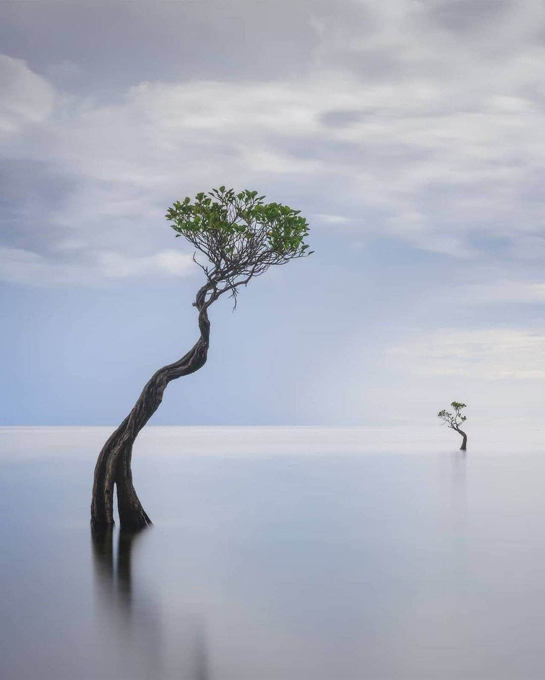 Discover Earthさんのインスタグラム写真 - (Discover EarthInstagram)「Beautiful dancing mangrove trees in Sumba island.  This island in East Nusa Tenggara has a magnetic mix of pristine nature and indigenous culture. Despite being dubbed as the island paradise on the rise, or even the ‘next Bali’, Sumba is still one of Indonesia’s best-kept secrets. This beautiful location is filled with new spots to discover and life-changing experiences.  "Along the beach you may find beautiful dancing mangrove trees. It's a very small and fragile place, but endless source of compositions. And It's surprisingly remote. When I rented a scooter to get here everyone was smiling and greeting me. People didn't get used to see tourists here."  🇮🇩 #discoverIndonesia with @danielkordan  . . . . .  #sumba  #indonesia  #ntt  #sumbatimur  #exploresumba  #travel  #pesonaindonesia  #photography  #sumbaisland  #waingapu  #bali  #lombok  #explore  #sumbabarat  #wanderlust  #wonderfulindonesia  #naturephotography  #landscape  #jakarta  #papua  #bandung  #sumbabaratdaya  #trip  #travelphotography  #beach  #instagram  #adventure  #photooftheday  #exploreindonesia」1月29日 1時01分 - discoverearth