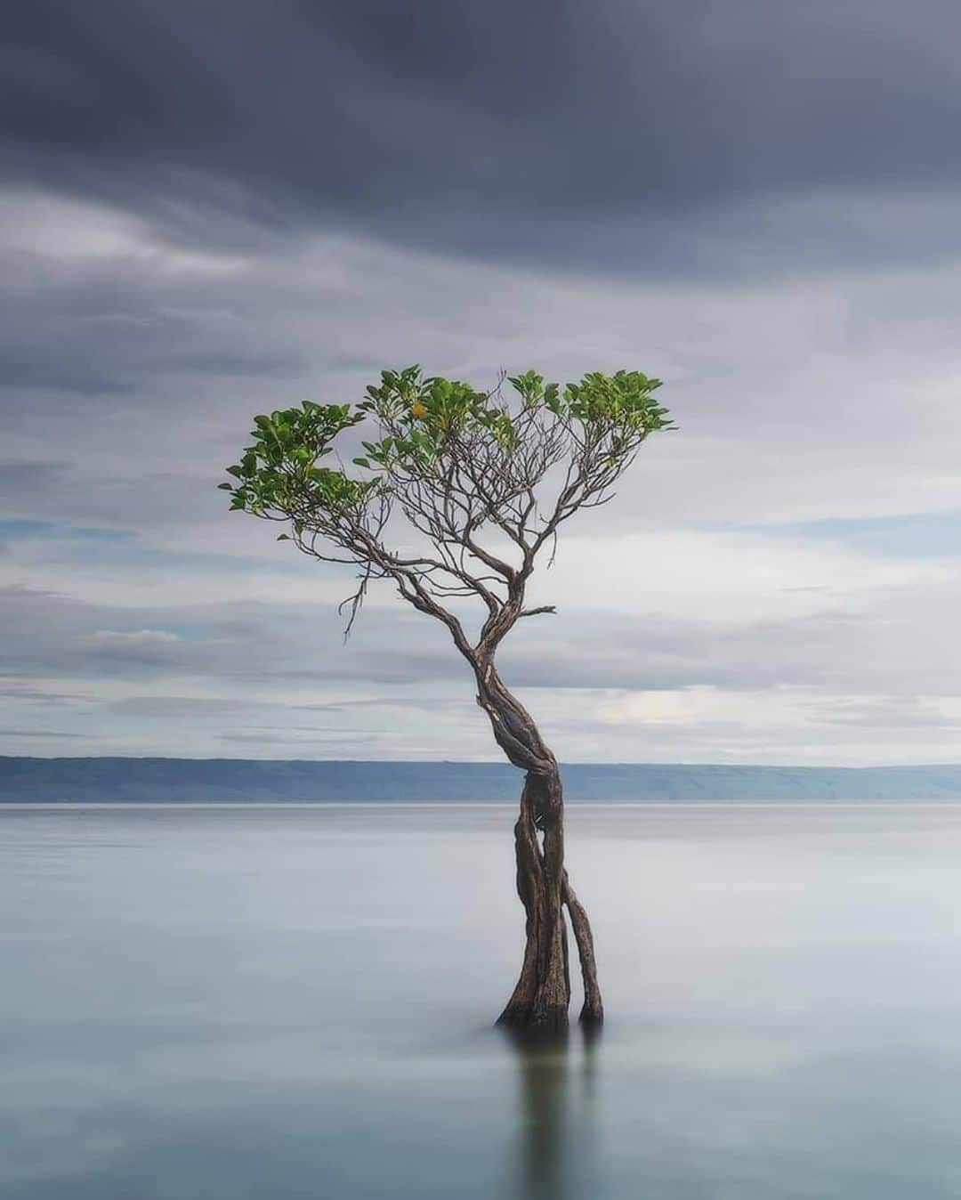 Discover Earthさんのインスタグラム写真 - (Discover EarthInstagram)「Beautiful dancing mangrove trees in Sumba island.  This island in East Nusa Tenggara has a magnetic mix of pristine nature and indigenous culture. Despite being dubbed as the island paradise on the rise, or even the ‘next Bali’, Sumba is still one of Indonesia’s best-kept secrets. This beautiful location is filled with new spots to discover and life-changing experiences.  "Along the beach you may find beautiful dancing mangrove trees. It's a very small and fragile place, but endless source of compositions. And It's surprisingly remote. When I rented a scooter to get here everyone was smiling and greeting me. People didn't get used to see tourists here."  🇮🇩 #discoverIndonesia with @danielkordan  . . . . .  #sumba  #indonesia  #ntt  #sumbatimur  #exploresumba  #travel  #pesonaindonesia  #photography  #sumbaisland  #waingapu  #bali  #lombok  #explore  #sumbabarat  #wanderlust  #wonderfulindonesia  #naturephotography  #landscape  #jakarta  #papua  #bandung  #sumbabaratdaya  #trip  #travelphotography  #beach  #instagram  #adventure  #photooftheday  #exploreindonesia」1月29日 1時01分 - discoverearth