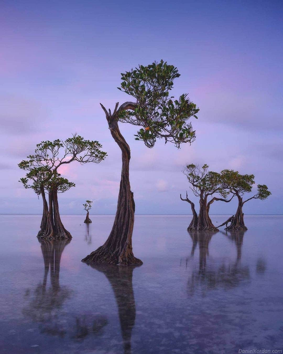 Discover Earthさんのインスタグラム写真 - (Discover EarthInstagram)「Beautiful dancing mangrove trees in Sumba island.  This island in East Nusa Tenggara has a magnetic mix of pristine nature and indigenous culture. Despite being dubbed as the island paradise on the rise, or even the ‘next Bali’, Sumba is still one of Indonesia’s best-kept secrets. This beautiful location is filled with new spots to discover and life-changing experiences.  "Along the beach you may find beautiful dancing mangrove trees. It's a very small and fragile place, but endless source of compositions. And It's surprisingly remote. When I rented a scooter to get here everyone was smiling and greeting me. People didn't get used to see tourists here."  🇮🇩 #discoverIndonesia with @danielkordan  . . . . .  #sumba  #indonesia  #ntt  #sumbatimur  #exploresumba  #travel  #pesonaindonesia  #photography  #sumbaisland  #waingapu  #bali  #lombok  #explore  #sumbabarat  #wanderlust  #wonderfulindonesia  #naturephotography  #landscape  #jakarta  #papua  #bandung  #sumbabaratdaya  #trip  #travelphotography  #beach  #instagram  #adventure  #photooftheday  #exploreindonesia」1月29日 1時01分 - discoverearth