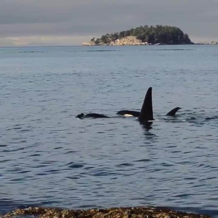 Explore Canadaのインスタグラム：「One of those wildlife moments that leaves you in complete awe. 🐳⁠ ⁠ The residents of Bowen Island, British Columbia had some surprise visitors last weekend – what an incredible sight! #ExploreCanada #CanadaNice⁠ ⁠ *Know before you go! Check the most up-to-date travel restrictions and border closures before planning your trip and if you're travelling in Canada, download the COVID Alert app to your mobile device.*⁠ ⁠ 📷: @art_by_di⁠ 📍: @hellobc⁠ ⁠ #ExploreBC⁠」