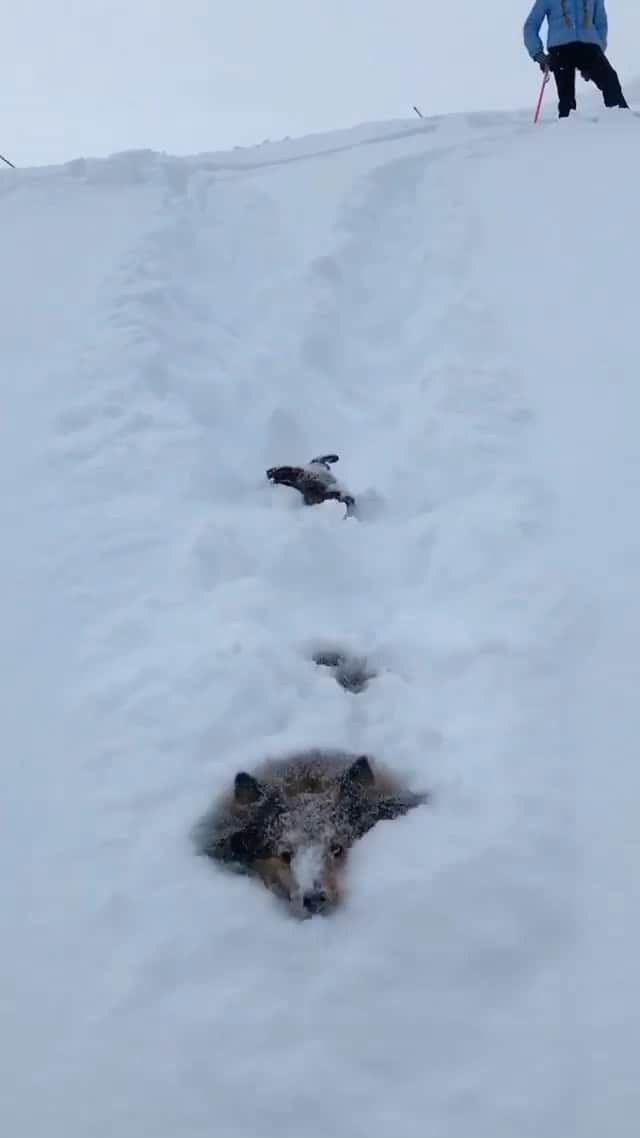 DogsOf Instagramのインスタグラム：「“Nothing like swimming through some fresh powder ❄️” — @unbreakableohiss   #dogsofinstagram #dogsofsnow #snowdogs」