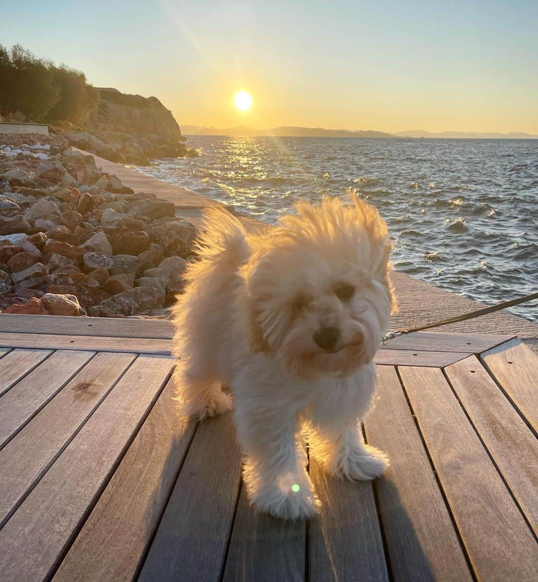 メアリーカトランズのインスタグラム：「A birthday of firsts.. First birthday in Greece in over 25 years... First birthday with Apollo 🥰🐶🇬🇷」