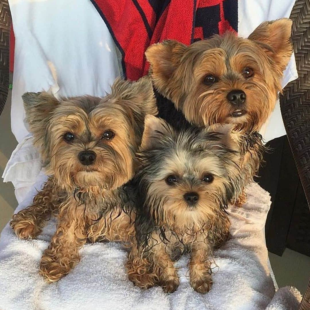 さんのインスタグラム写真 - (Instagram)「Sammy 💭 This pic was from summer 2016 when Allie was still a baby, Oliver and I were teaching baby Allie how to swim! 🏊🏼💦🏊🏻‍♀️💦😆👏🏼💪🏼♥️🥰 #ThrowbackThursday #BrothersAndSister #SwimmingLessons #LearnedFromTheBest #PreciousMemories」1月29日 2時14分 - happyyorkiefamily