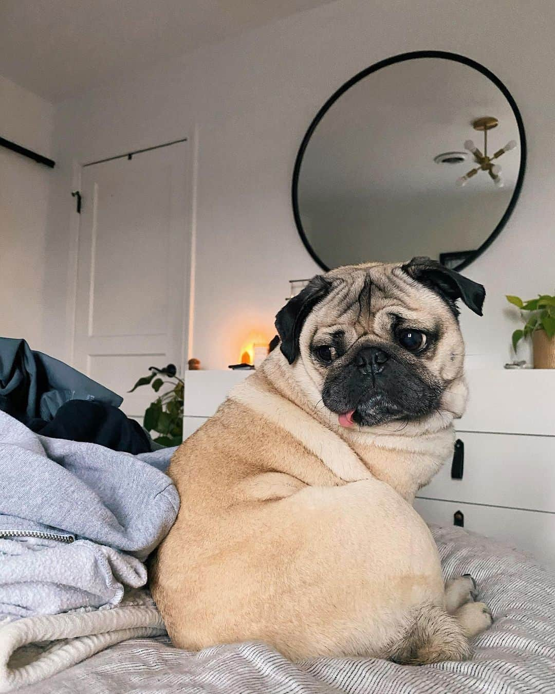 itsdougthepugさんのインスタグラム写真 - (itsdougthepugInstagram)「“I just can’t deal with laundry today” -Doug」1月29日 2時17分 - itsdougthepug