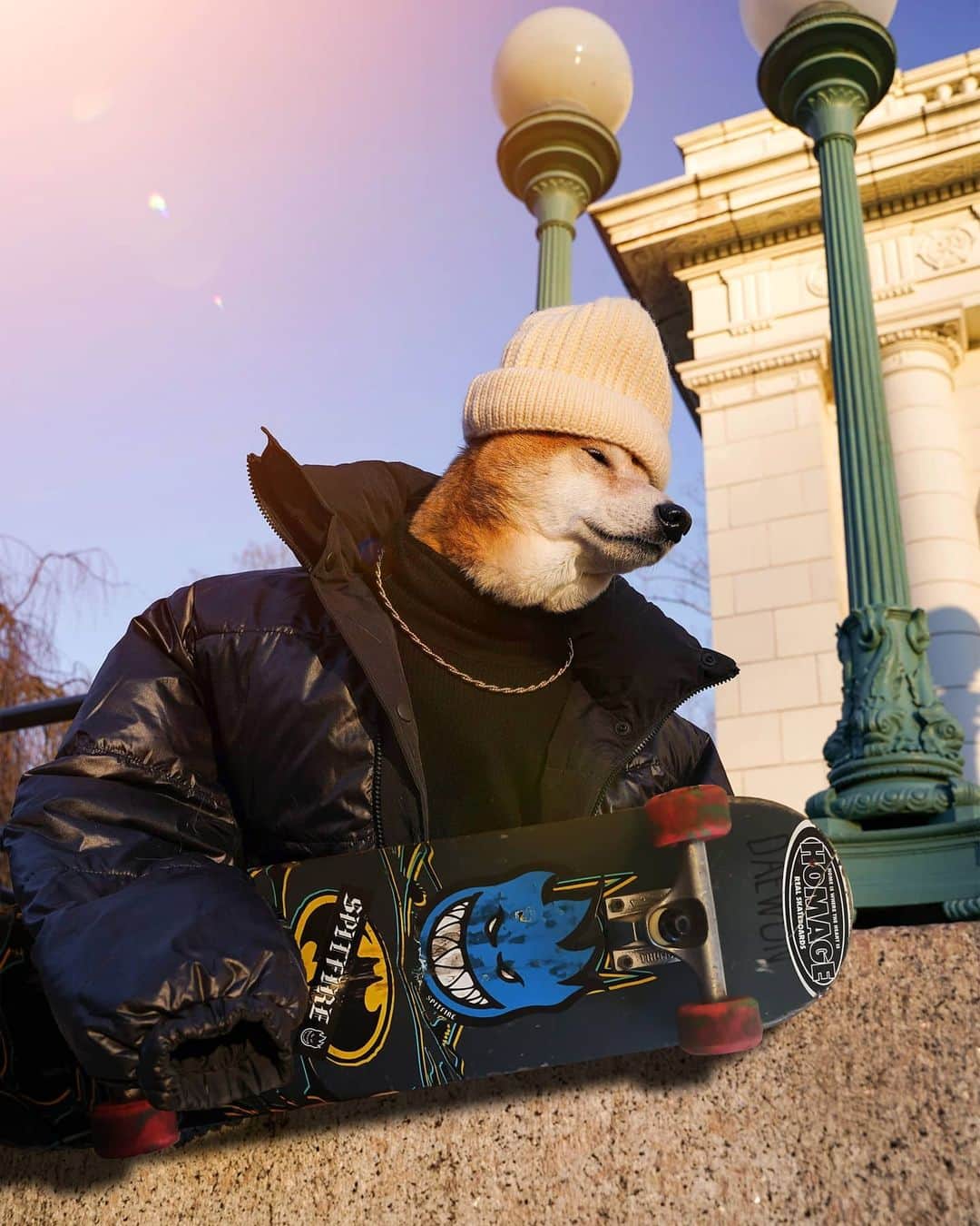 Menswear Dogのインスタグラム：「Back to the Grind 🛹⚡  #SK8RDOG」