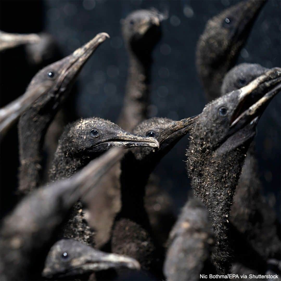 ABC Newsさんのインスタグラム写真 - (ABC NewsInstagram)「The Southern African Foundation for the Conservation of Coast Birds (SANCCOB) is currently rehabilitation some 1,700 abandoned Cape Cormorant chicks. Once the chicks have regained their strength and have gone through the rehabilitation process, they will be released back into the wild. #birds #cormorant #southafrica #conservation #rehabilitation #international」1月29日 2時31分 - abcnews