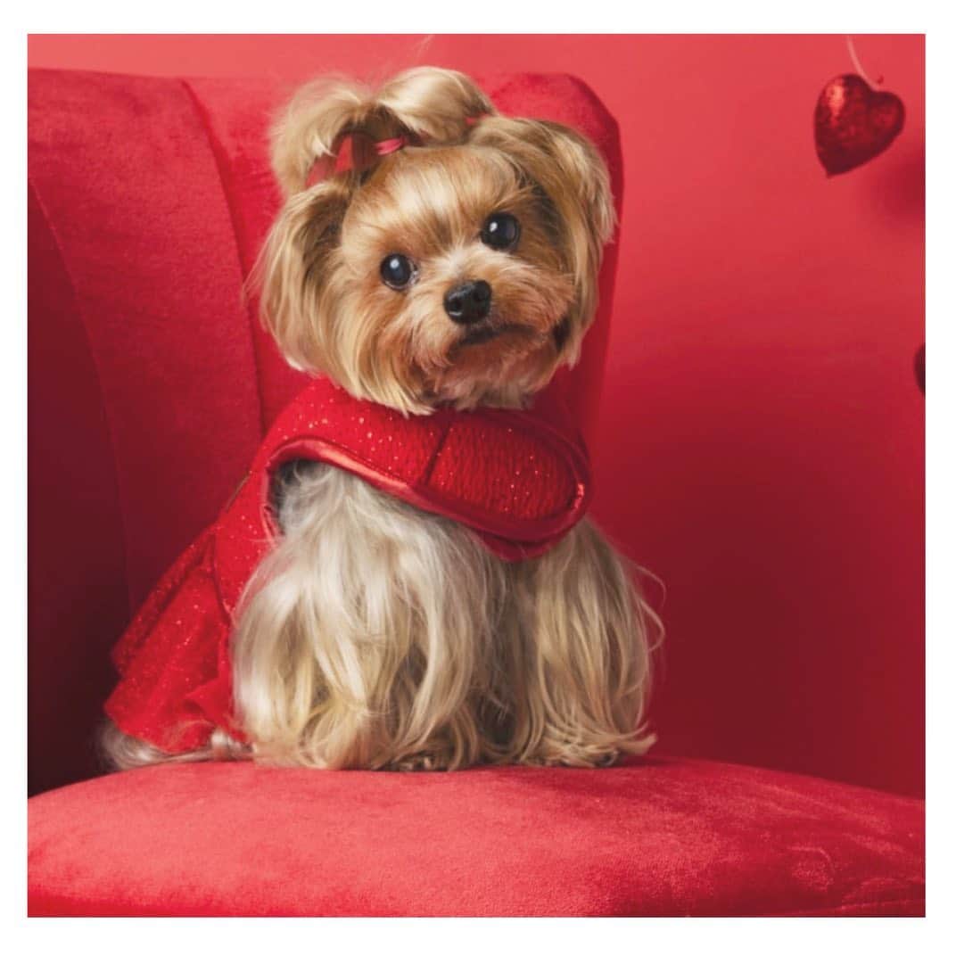 Kodie Bearさんのインスタグラム写真 - (Kodie BearInstagram)「❤️‘Happy Red’ Harness !! Happy Thursday 🐶💭❤️」1月29日 2時34分 - kodietheyorkie