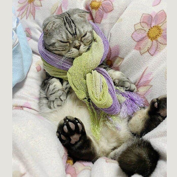 Shishi-maruのインスタグラム：「🐱ねこのきもちWEBMAGAZINE更新されました。「ししまると中尾巻き」のお話です。 動画もありますので、お楽しみください。  渋ネコししまるさん】#83 ｜ねこのきもちWEB MAGAZINE  https://cat.benesse.ne.jp/lovecat/content/?id=89485  🐱My essay about Shishi-maru is serialized in a weekly magazine.  ーーーーーーーーーーーーー 🌺「渋ネコ ししまるさん」ねこのきもちWEB MAGAZINE にて毎週金曜日エッセイの連載中 ーーーーーーーーーーー 📕「ぷっちねこ。」「3匹のちいさな猫を召喚できたなら」「ちいさな猫を召喚できたなら」徳間書店より単行本発売中 ーーーーーーーーーーー ⭐︎ねこ漫画→@tacos_cat 🌺Twitter →@taco_emonemon ーーーーーーーーーーー」