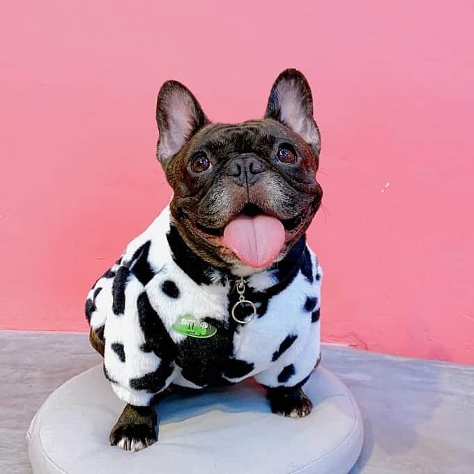 French Bulldogさんのインスタグラム写真 - (French BulldogInstagram)「Cow Fleece French Bulldog Jacket 🐄🐄🐄 Exclusive in @frenchie.world shop 🛍🛍🛍 👉 LINK IN BIO 🔝 . . . . . #frenchie #frenchies #französischebulldogge #frenchbulldog #frenchbulldogs #dog #dogsofinstagram #frenchieworld #bully #bulldog #bulldogfrances #フレンチブルドッグ #フレンチブルドッグ #フレブル #ワンコ #frenchiesgram #frenchbulldogsofinstagram #ilovemyfrenchie #batpig #buhi #squishyfacecrewbulldog」1月29日 3時37分 - frenchie.world